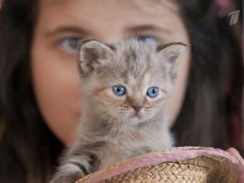Кадр из Ералаша "Вася будет жить с нами"